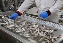 Sprats on table